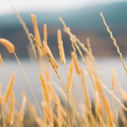 DSC05739 2025 July14 PaulsTombWalk FoirPrint