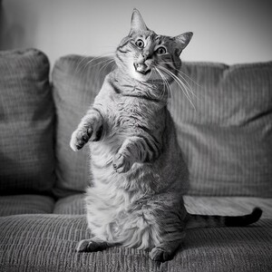 A humorous photo of a cat caught in a comical pose or expression.