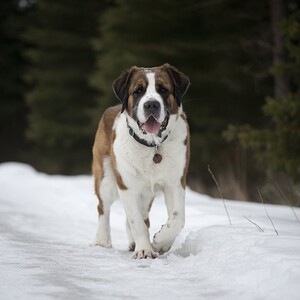 Canine caretaker: A St. Bernard rescuing a lost hiker in snowy terrain.