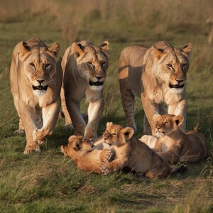 Graceful Lionesses and Playful Lion Cubs in the Wild