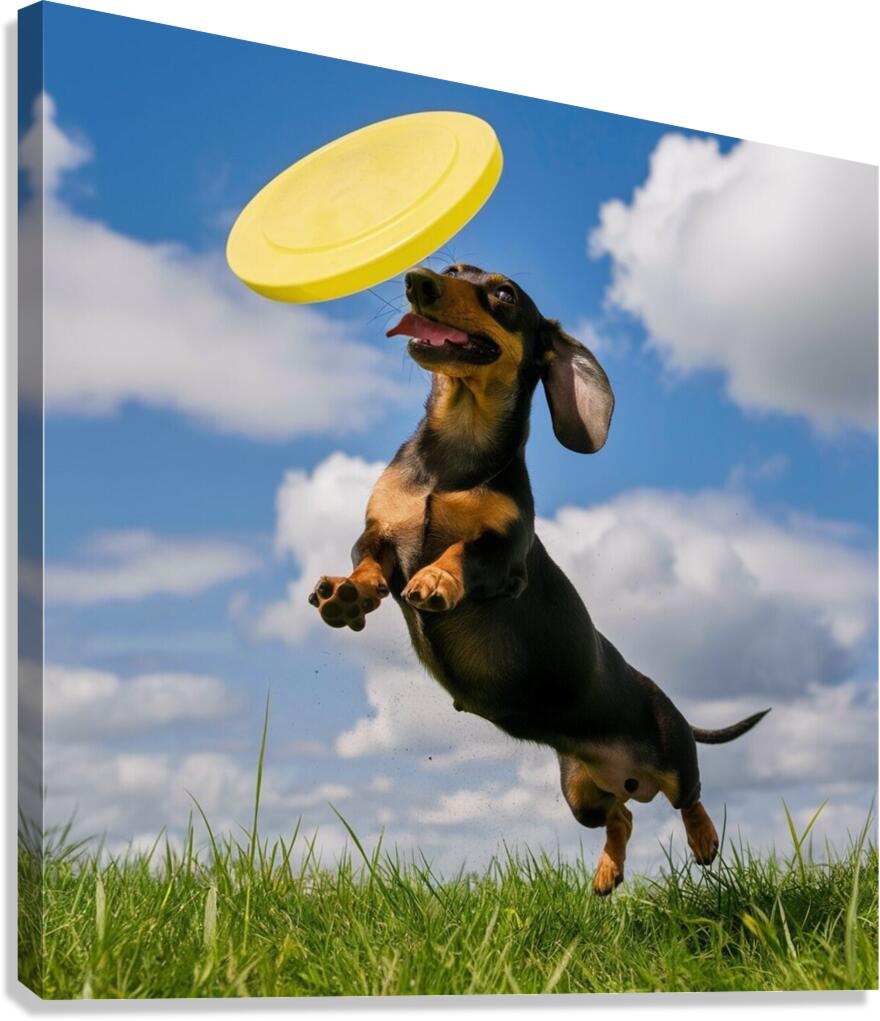 Fetching fun: A Dachshund jumping to catch a frisbee in mid-air. Canvas Print
