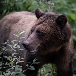 Grizzly