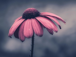 Whisper of Petals Moody Floral