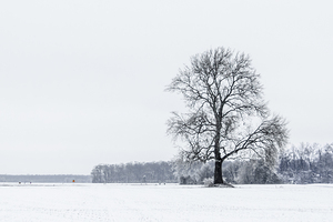 Winter Dusting