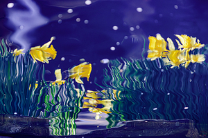 Dance of the Daffodils