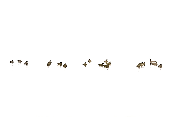 River Geese Print