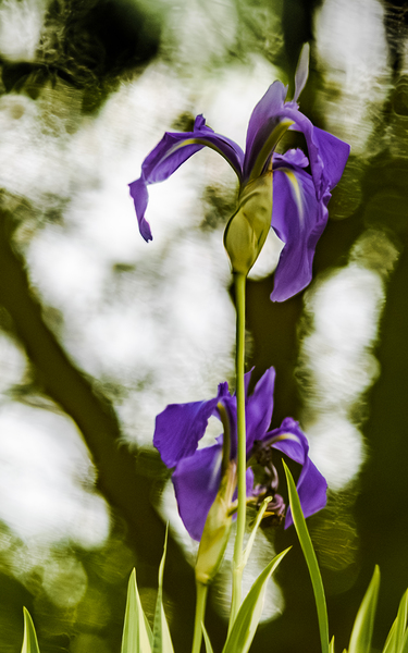Purple Iris Print
