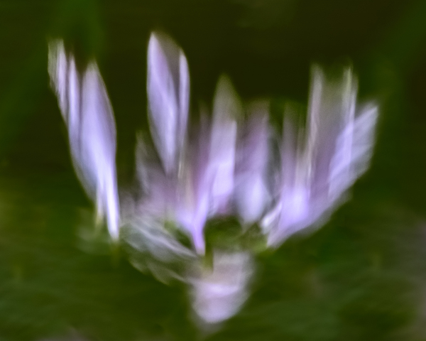 Hosta Blooms III by Reflective Photography