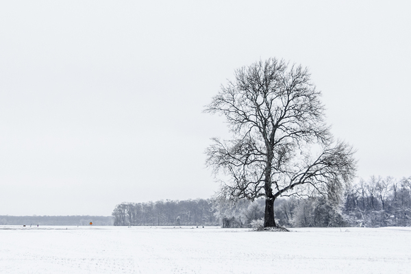 Winter Dusting Print