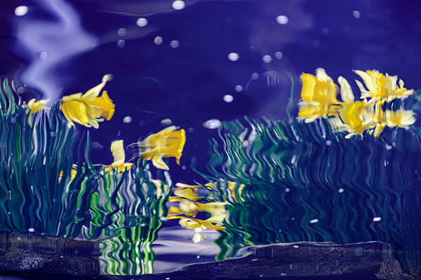 Dance of the Daffodils by Reflective Photography