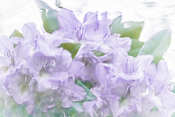Purple Hydrangeas Print
