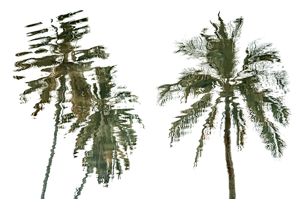 Palm Trees Print