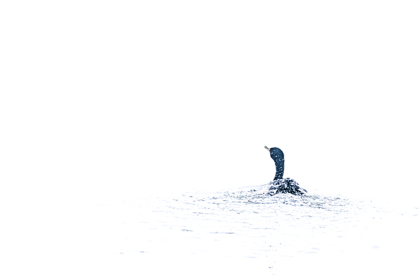 Cormorant VII by Reflective Photography