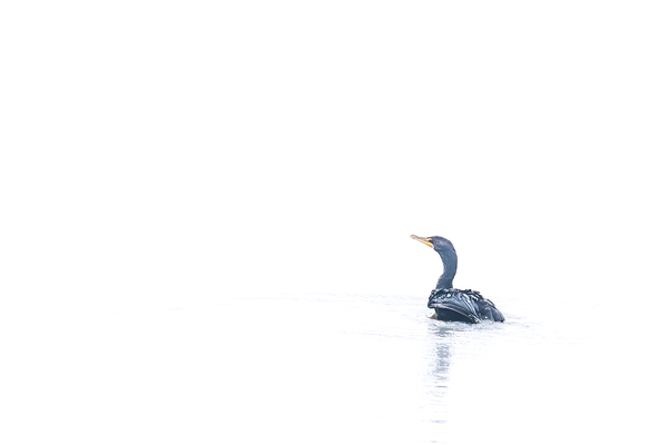 Cormorant Print