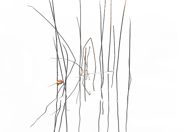 Life Lines III Print