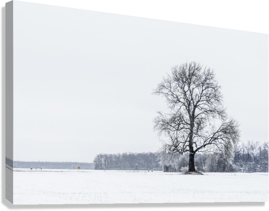 Winter Dusting Canvas Print