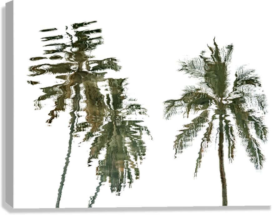 Palm Trees Canvas Print