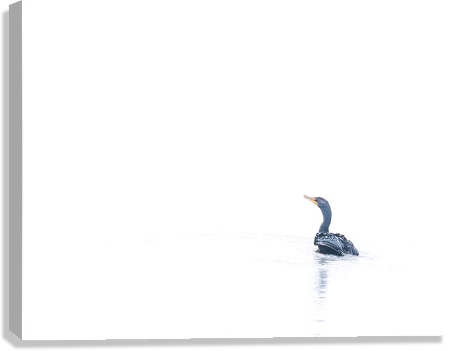 Cormorant Canvas Print