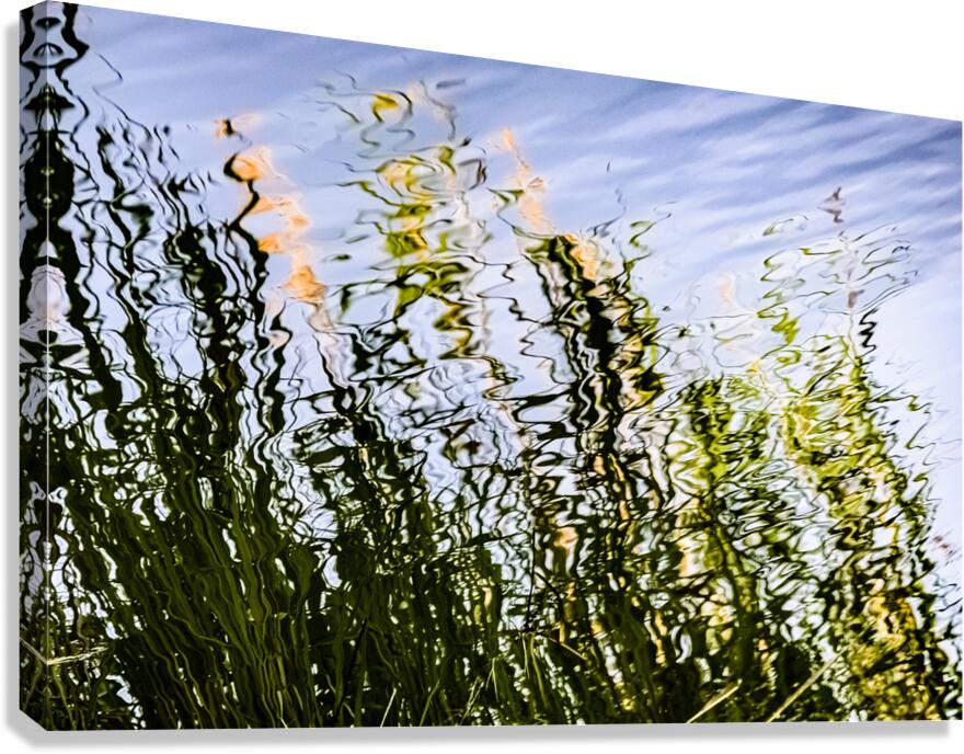 Cattails Canvas Print