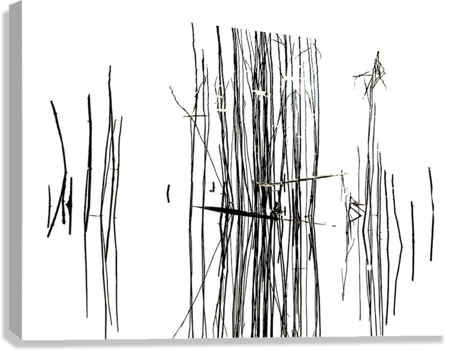 Life Lines Canvas Print