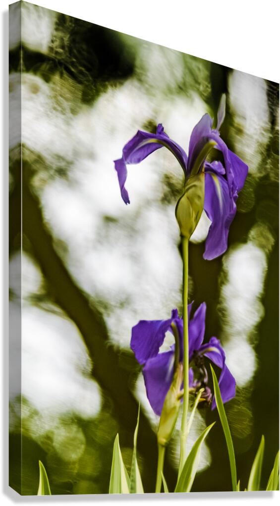 Purple Iris Canvas Print