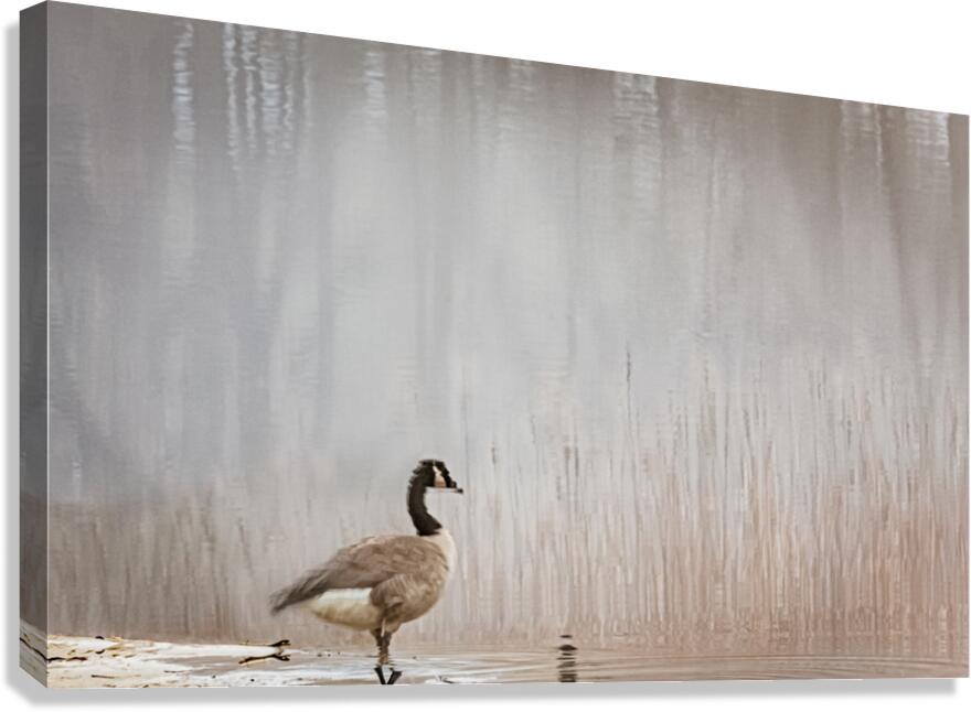 Whispers Canvas Print