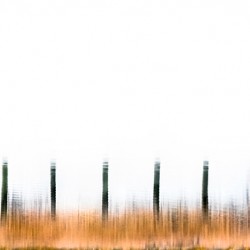 Fence Line