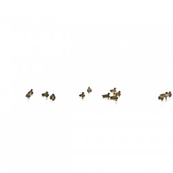 River Geese