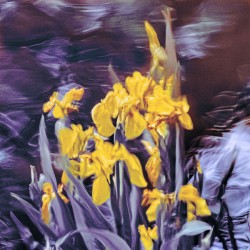 Yellow Water Iris