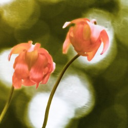Pitcher Plant