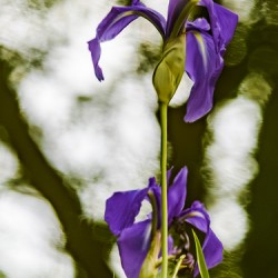 Purple Iris
