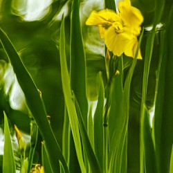 Daffolil in Bloom