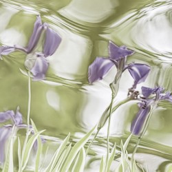 Purple Iris V