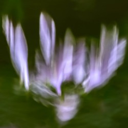 Hosta Blooms III