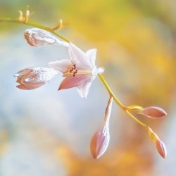Hosta Bloom