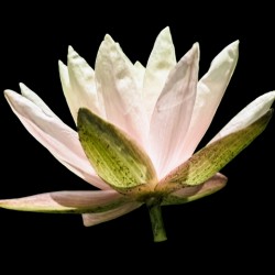 The Water Lotus