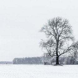Winter Dusting