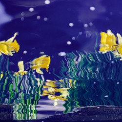 Dance of the Daffodils