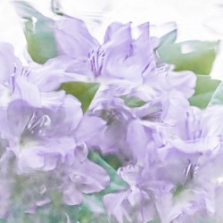 Purple Hydrangeas