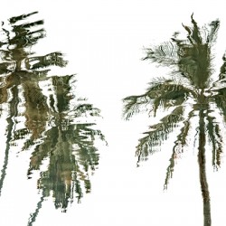 Palm Trees