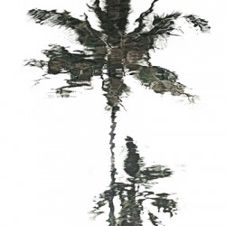 Palm Trees III