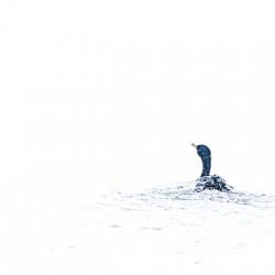 Cormorant VII