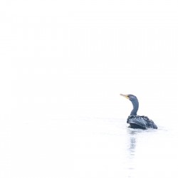 Cormorant