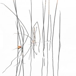 Life Lines III