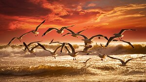 a stunning photograph of seagulls gracefully soar