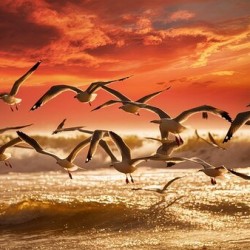 a stunning photograph of seagulls gracefully soar