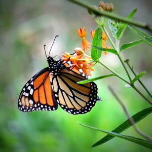 Dining on Milkweed 