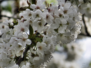 Blackberry Blossoms 