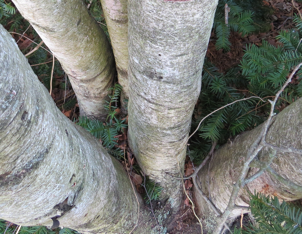 Among the Birches  Print