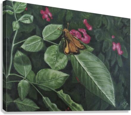 zabulon skipper  Canvas Print